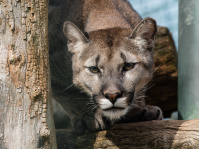 Ein Puma sitzt auf einem Ast und schaut in die Kamera
