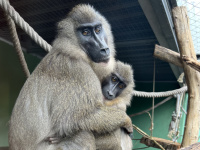 Drills im Zoo