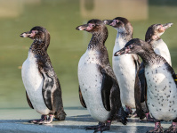Vier Humboldtpinguine sind in Großaufnahme zu sehen.